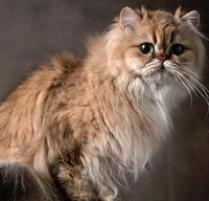 Persian Cat Breed