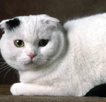 Scottish Fold Cat Breed