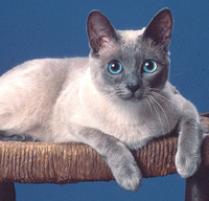 Siamese Cat Breed