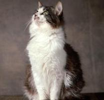 Siberian Cat Breed