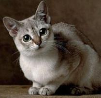 Singapura Cat Breed