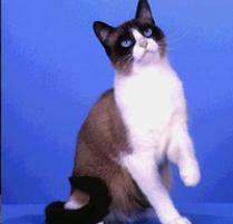 Snowshoe Cat Breed