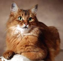 Somali Cat Breed