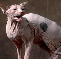 Sphynx Cat Breed