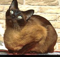 Tonkinese Cat Breed