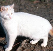 Turkish Van Cat Breed