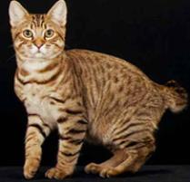 American Bobtail Cat Breed