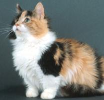 Munchkin Cat Breed