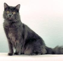 Nebelung Cat Breed