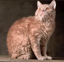 Selkirk Rex Cat Breed