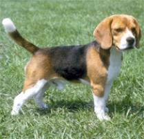 Adopt a Beagle | Dog Breeds | Petfinder