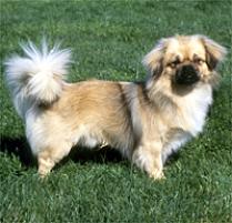 Adopt a Tibetan Spaniel | Dog Breeds | Petfinder