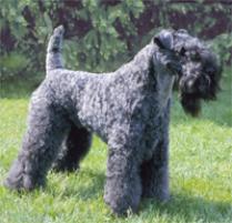 kerry blue terrier hunting
