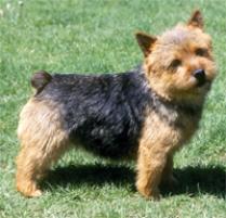 Adopt a Norwich Terrier | Dog Breeds | Petfinder