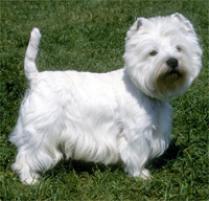 How do you find free Westies to adopt?