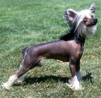 Adopt a Chinese Crested Dog | Dog Breeds | Petfinder