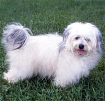 Adopt a Havanese | Dog Breeds | Petfinder