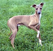 Miniature Italian Greyhound