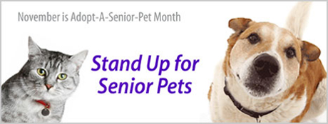 Adopt A Senior Dog Minnesota