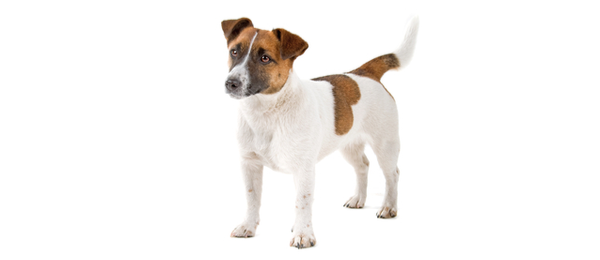 Jack Russell Breed Info |