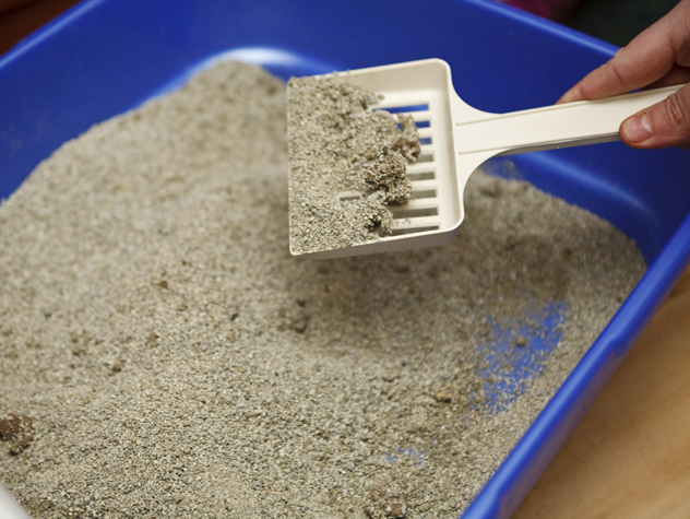 Spring Cleaning Your Cat's Litter Box