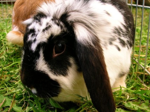 What Animals Get Along With Rabbits? | Petfinder