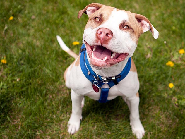 Are Pitbulls Good With Kids  