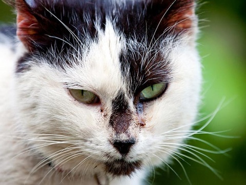 Support needed for feral cats, those who help them