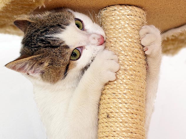 How to Choose a Scratching Post For Your Cat | Petfinder