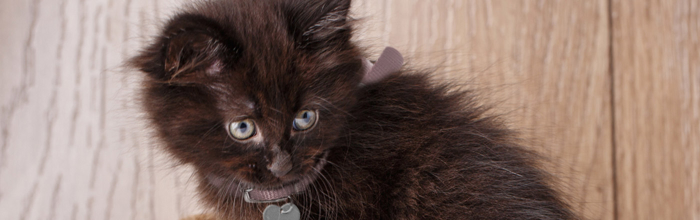 Black Cat Breeds | Petfinder