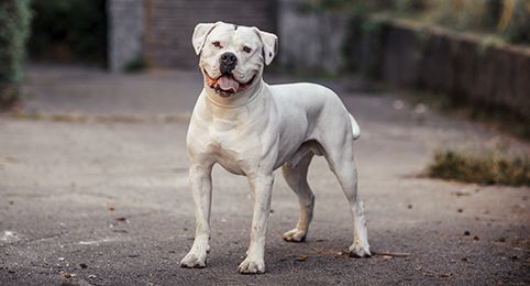 American Bully Dog  Bully breeds dogs, Pitbull terrier, Dogs