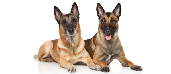 Belgian Tervuren Dog Breed Information