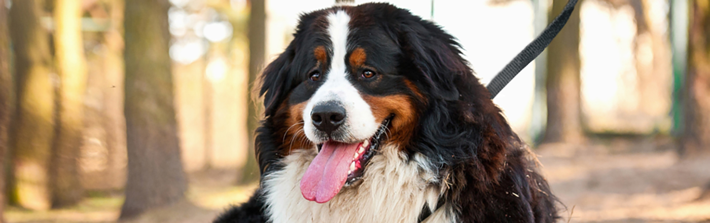 Large Dog Breeds | Petfinder