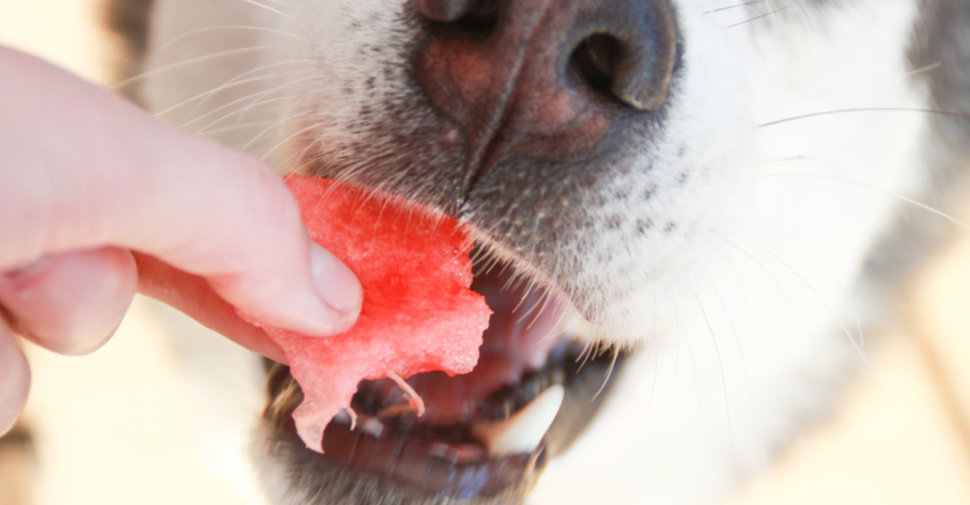 are dogs allowed to eat watermelon