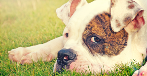 can lack of exercise cause constipation in dogs