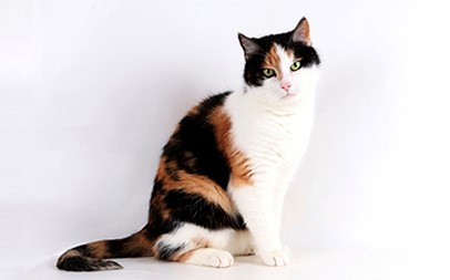 Calico