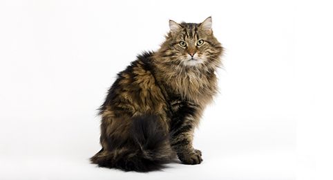 Domestic Long Hair Cat Breed Info | Petfinder