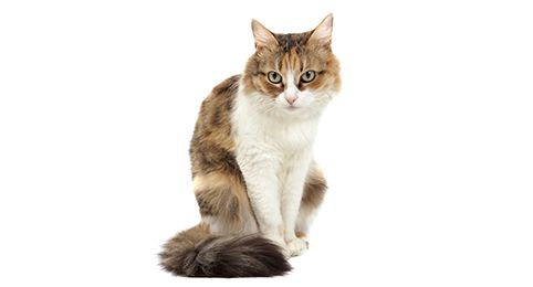 Domestic Medium Hair Cat Breed Info | Petfinder