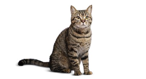 Domestic Shorthair Cat Breed Info | Petfinder