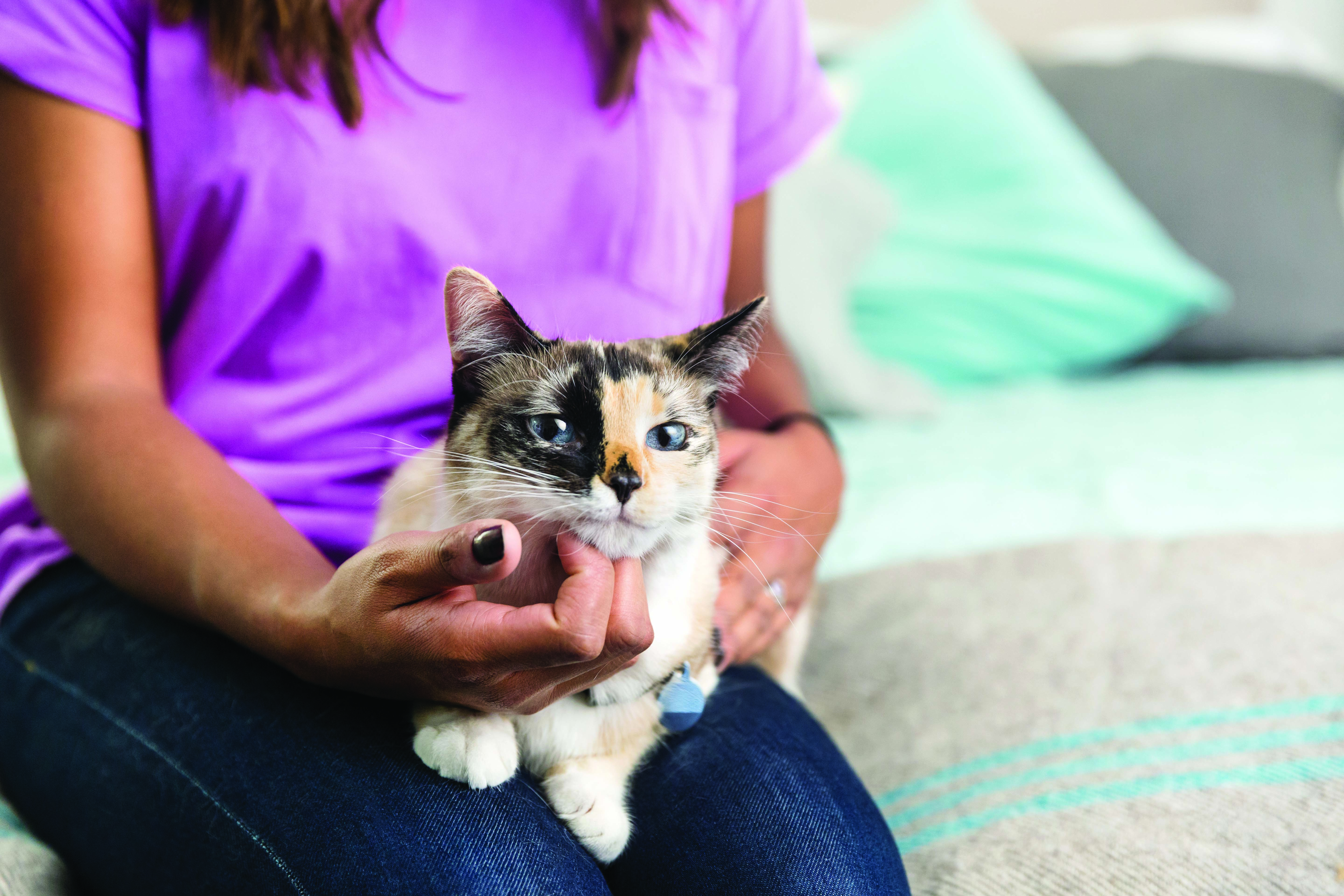 Best Cat & Cute Kitten Names | Petfinder