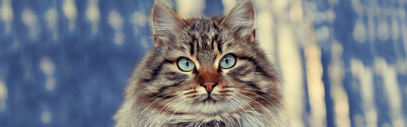 Cat breeds: Top Seven Cat Breeds: See List