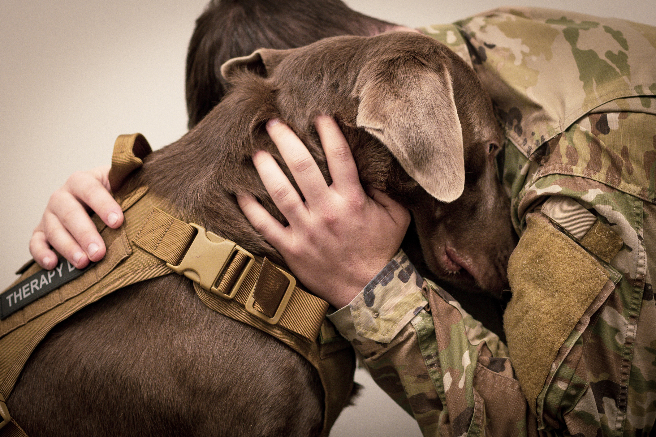 Military Dog Adoption | Petfinder