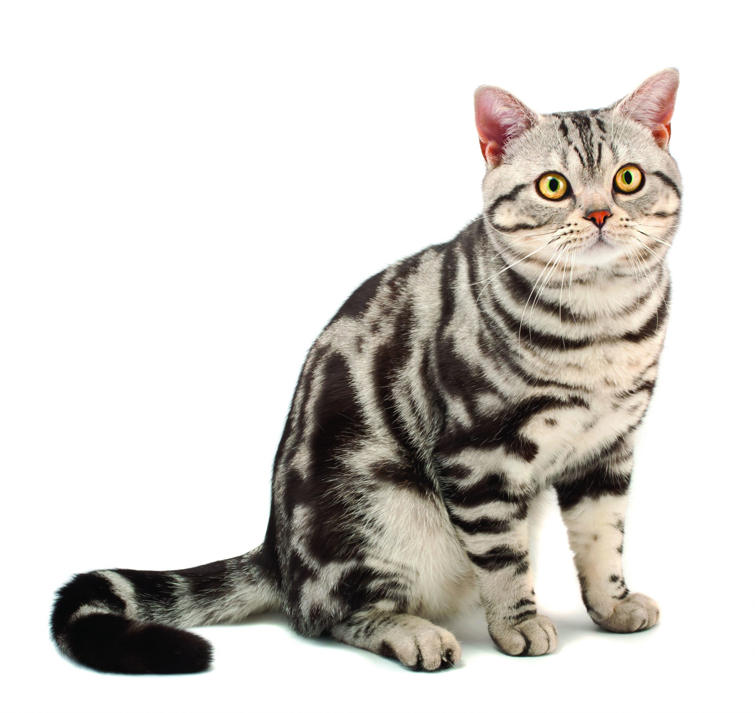 Feline Breeds, Domestic Shorthair Cats, and Color Patterns