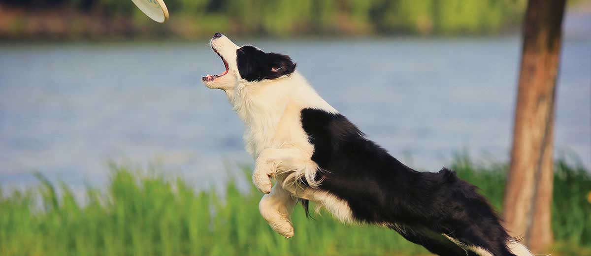 Border Collie Dog Breed Information & Characteristics