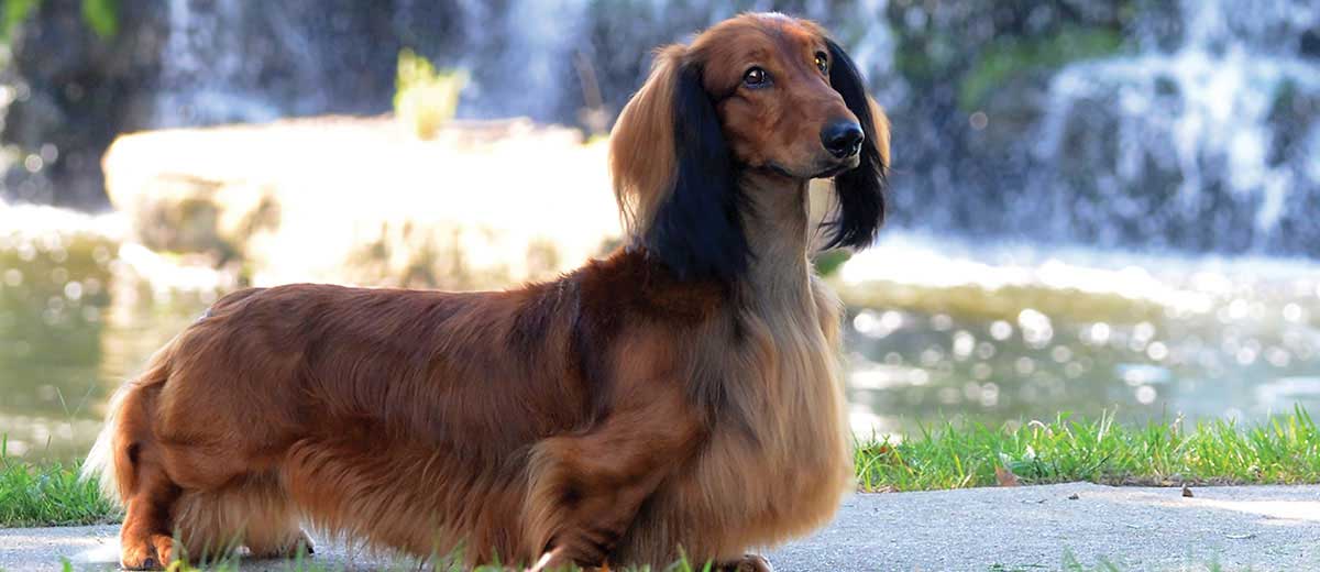 Dachshund Dog Breed Info | Petfinder