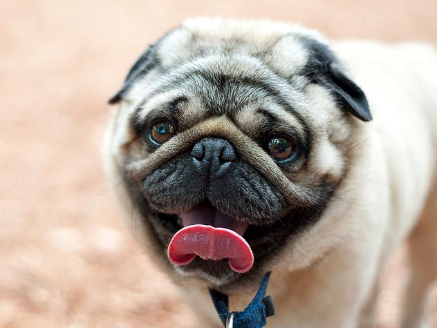 https://www.petfinder.com/sites/default/files/images/content/dog-sticking-tongue-out.jpeg