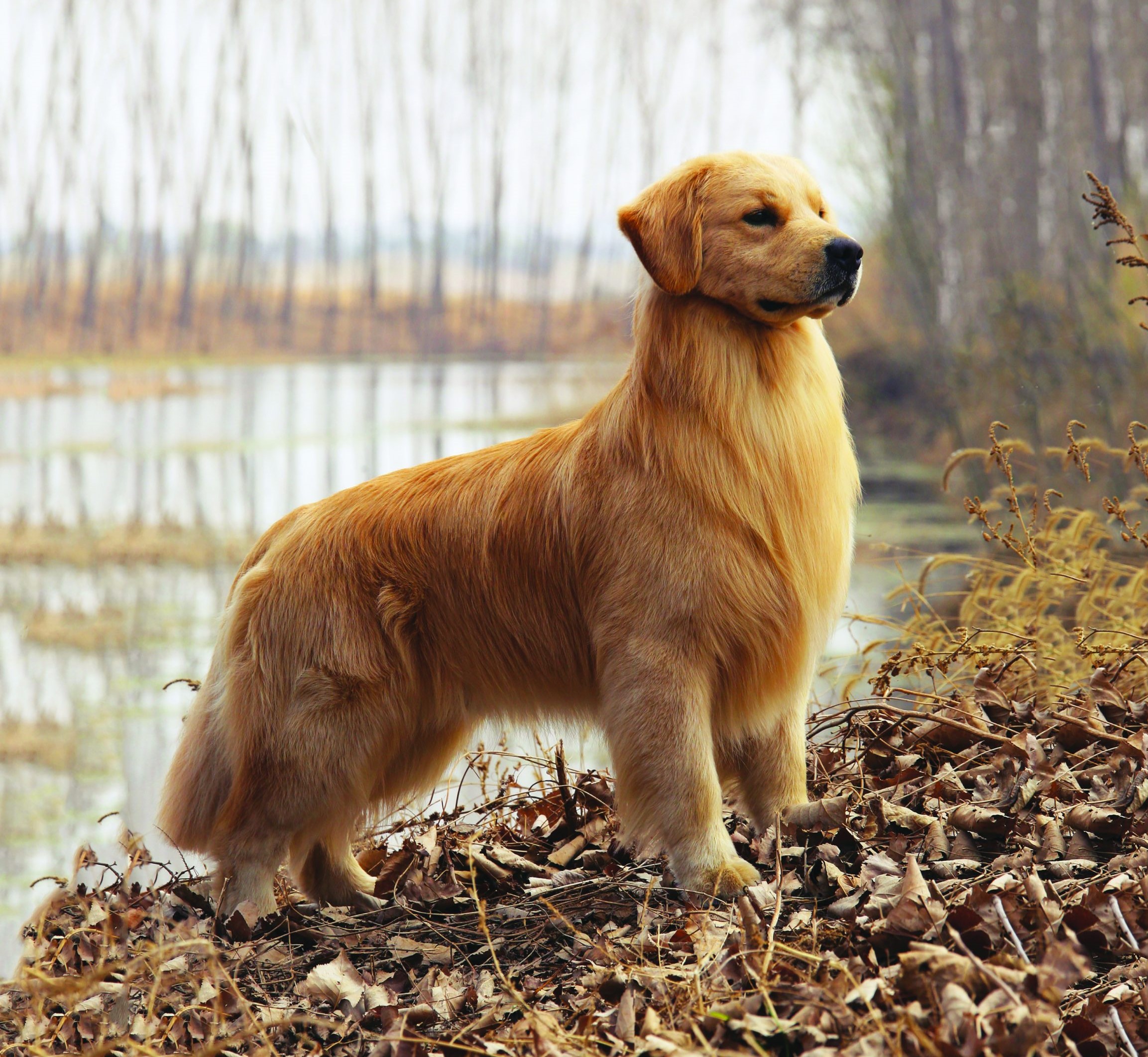 get well soon golden retriever