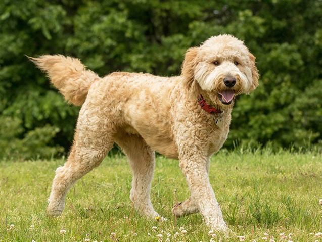 how good are golden doodles