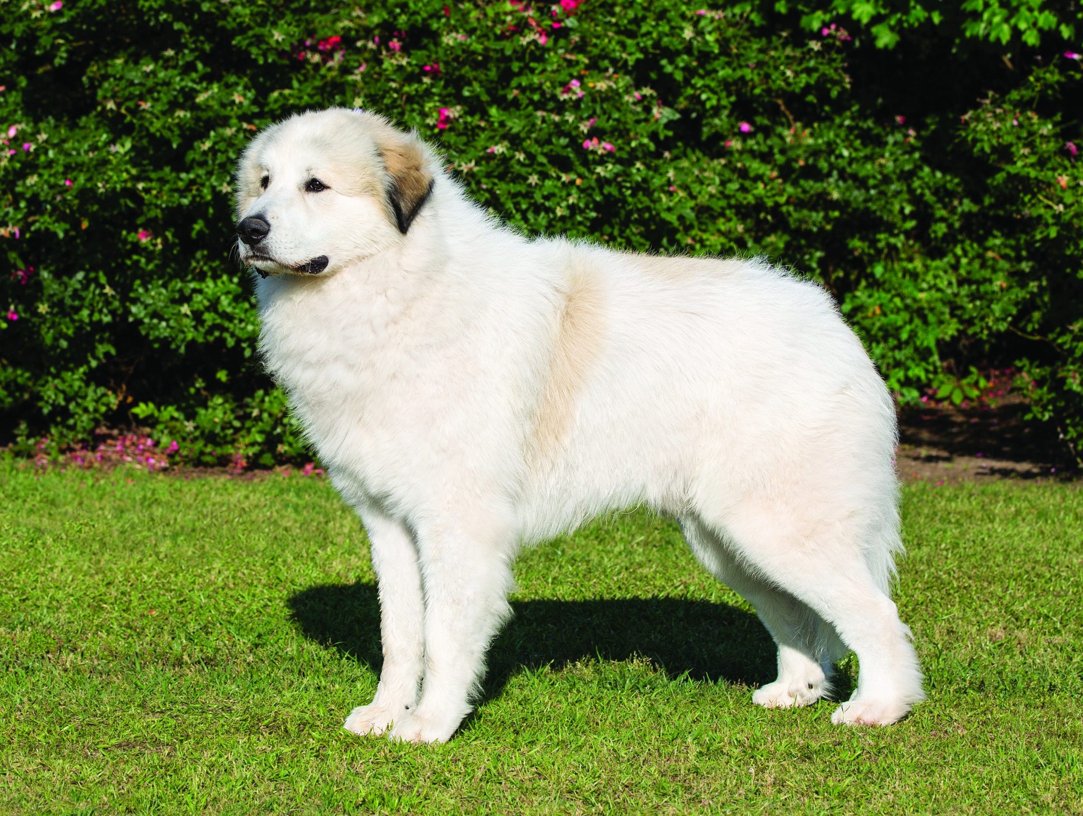 How Much Does A Pyrenean Mastiff Cost