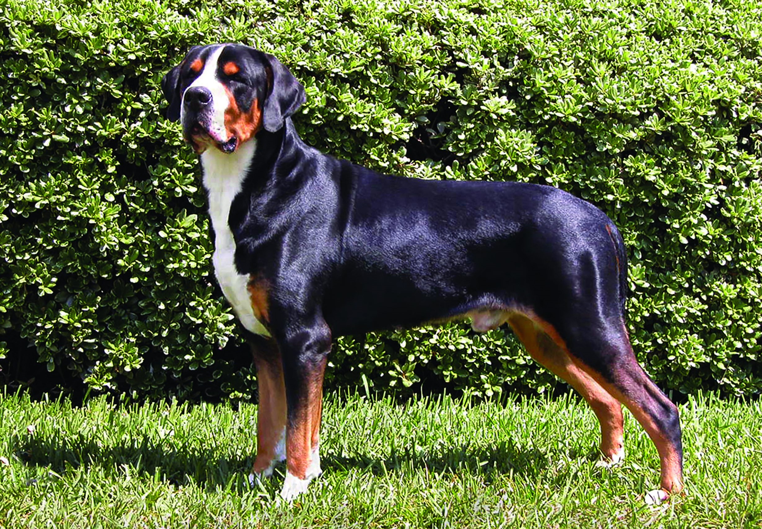 How Much Is A Swiss Mountain Dog
